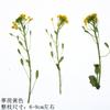 Tingli Flor com Ramos Flor Seca Espécime de Planta Flor em Relevo Caindo Cola Concha de Celular Vela de Aromaterapia Pintura de Flores