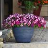Semillas de Petunia Colgante Importadas, Plantas de Maceta de Petunia Colgante Fáciles de Cultivar, Semillas de Flores para Todas las Estaciones, Tasa de Germinación 80%