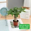 Bonsái Árbol del Dinero Grande para Sala de Estar, Planta de Flor Interior Fácil de Cuidar, Adecuado para Regalo de Inauguración de Casa, Planta Verde de Escritorio