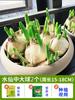 Bulbos de Semilla de Narciso Zhangzhou Extra Grandes en Maceta Bulbos de Flor para Interior Cuatro Estaciones Flores Hidropónicas con Capullos