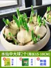 Bulbos de Narcisos para Todas las Estaciones, Plantas Hidropónicas de Doble Pétalo Extra Grandes de Ganzhou para Uso en Interiores y Exteriores con Capullos, Plantas Verdes y Florales Fáciles de Cultivar