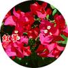 Plántulas de Buganvilla en Maceta Buganvilla Multicolor Plántulas de Flores Coloridas Plántulas Grandes de Doble Pétalo Buganvilla Bonsái Plantas Verdes