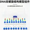 Fabricante 33307 Componente do modelo de estrutura da dupla hélice de DNA Equipamento de experimento biológico para Ensino Médio Instrumento de ensino