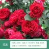Rosa de Cabello Recto de Yunnan Enredadera para Muro Rosa Flor Extra Grande Plántulas Fragancia Fuerte Florece en Todas las Estaciones Plantas para Patio Casa Balcón