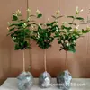 Planta en Maceta de Jazmín de Punta de Pluma Fuertemente Fragante para Interior, Balcón y Sala de Estar, Jazmín de Punta de Pluma de Flor Simple, Tallo Único, Planta Verde