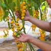 Colección Wholesale del Fabricante de Semillas de Verduras para Cuatro Estaciones para Huertos Caseros, Verduras en Macetas de Balcón, Semillas de Frutas y Semillas de Verduras Hidropónicas