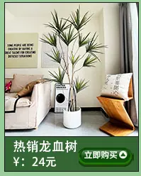 仿真巢蕨