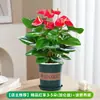 Planta en maceta de Anturio Rojo, Planta de Flor de Rábano Verde de la Suerte, Flor de Interior, Anturio Blanco Hidropónico, Planta Verde, Árbol del Dinero, Purificador de Aire