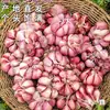 Ajo Morado Seco de Granja, Deliciosas Semillas de Ajo Fresco Húmedo, Ajo Crudo de Granja, Entrega Directa desde el Lugar de Origen, Cabezas de Ajo Morado de Múltiples Dientes, Cabezas de Ajo