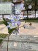 Nueva simulación flor de jazmín blanco fábrica de comercio exterior 2 tenedores colgantes jazmín de seda púrpura boda vestido suave Americano Chen flor falsa al por mayor