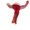 Versión en Inglés Transfronteriza del Modelo de Anatomía Uterina Grande Saludable y Natural PVC Reproductive Ovario Femenino Vagina Útero Modelo