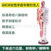 85cm Meia-Pele Meio-Músculo Anatomia Esquelética Ponto de Acupuntura Modelo de Corpo Humano Corpo Inteiro Medicina Tradicional Chinesa Diagrama dos Doze Meridianos Manequim de Cobre