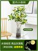 Plantones de osmanthus hidropónicos en maceta, con brotes y fragancia intensa, para escritorio de oficina interior, cultivados en agua durante todo el año.