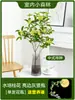 Plántulas de Osmanthus Hidropónico en Maceta, Plantas Cultivadas en Agua, Flores Frescas Cortadas de Osmanthus de Cuatro Estaciones, Plantas Verdes de Interior Fáciles de Cultivar, Florales, Cabello de Osmanthus