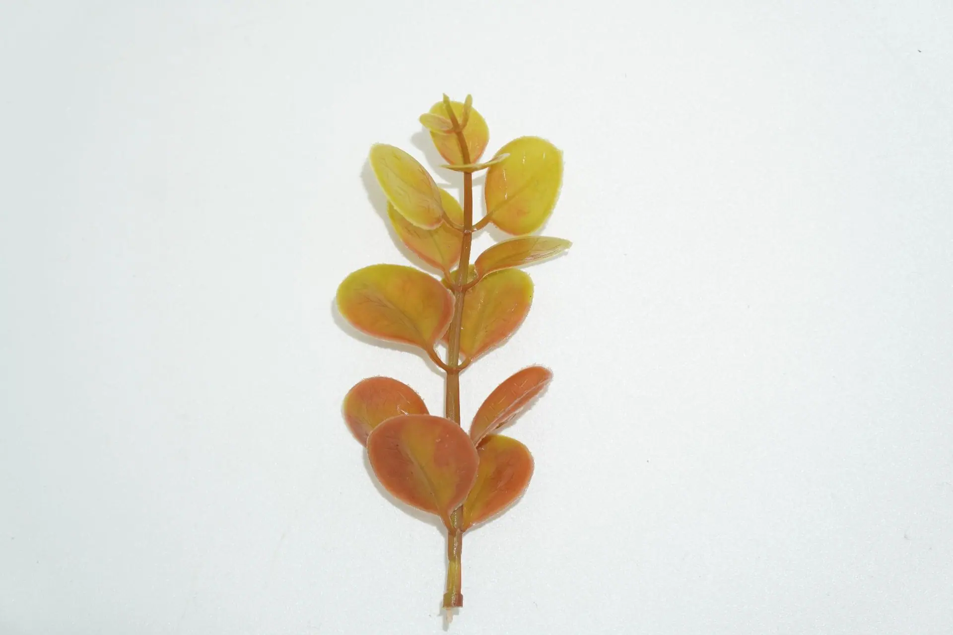 金钱草黄粉2