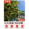 Mudas de Osmanthus, Árvores Grandes, Plantio de Pátio, Osmanthus Dourado, Plantas de Vaso Osmanthus de Quatro Estações, Plantas Grandes Raras, Plantas Florais e Verdes, Fácil de Cuidar