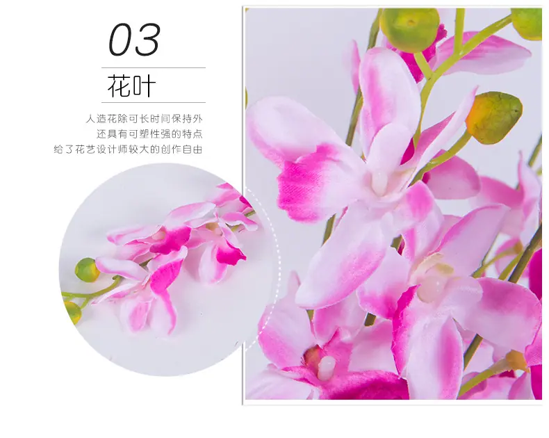 11孔雀兰_09.jpg
