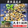 Arena de Río Natural Piedras de Arroyo Guijarros Peces de Acuario Autóctonos Tanque de Peces Tanque de Plantas Acuáticas Suculentas Cobertura Superior Guijarros Pequeños Grava de Guisante para Filtración