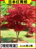 Venta directa de plantones de arce rojo, bonsáis de jardín enanos, plantas en maceta 'Red Dancing Princess' de cuatro estaciones japonesas, plantas maduras para uso en villas exteriores, resistentes