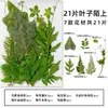 Espécimes de Plantas com Folhas Reais de Outono, Adesivos Artesanais, Flores Secas, Flores Prensadas, Pinturas Decorativas de Folhas DIY, Marcadores de Página de Plantas