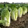 [Sementes de Couve Chinesa Beijing Nova Nº 3 Fáceis de Cultivar] Vegetais e Verduras Bola de Não Plantio de Primavera em Pátio Familiar