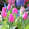 Planta de Tulipa Hidropônica em Vaso Pacote Grande de Bulbos Floridos Flores Bulbosas Resistentes ao Frio de Varanda de Inverno Venda Direta do Fabricante