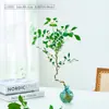 Planta Hidropônica Árvore da Fortuna Pequeno Bodhi Abeto Australiano Vasos de Mesa Planta de Interior Decoração Escritório Planta Verde