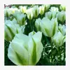 Semillas de bulbos de tulipán, bulbos holandeses de pétalo simple de 5 grados, flores de interior en maceta, florecen todo el año, fáciles de cuidar, aptos para cultivo hidropónico, venta al por mayor