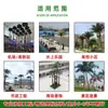 Provincia de Quang Ninh, Vietnam, Condado de Yuntun, Proyecto, Palmera Artificial Marina, Cocotero, Caso de Ingeniería Municipal, Árbol Artificial Grande Falso