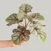 Plantas verdes artificiales, follaje colorido y muros de plantas ornamentales para paisajismo. Macetas y jardineras de exterior para decoración, con hojas artificiales de monstera para un paisaje verde