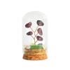 Cristal natural original con cubierta de vidrio, micropaisaje, árbol de cristal, regalo científico popular para niños, adornos de decoración para el hogar.