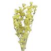 [Edelweiss] Flor Seca Edelweiss Edelweiss Decoração de Casa Casamento Arranjo de Flores Adereços para Fotografia Flor Real