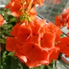 Plántulas de Geranio en Maceta para Dropshipping, Plántulas de Flor de Geranio de Doble Pétalo, Plantas Verdes Ojos de Ángel para Patio y Balcón