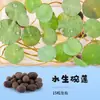 Acuario Semillas de Plantas Acuáticas Plantas Acuáticas Purificación Activa del Agua Decoración de Acuario Purificación Calidad del Agua Paquete de Semillas de Plantas Acuáticas