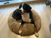 Venta Caliente Transfronteriza Venta Directa de Fábrica Felpa para Mascotas Camas para Perros y Gatos en Todos los Tamaños para Todas las Estaciones