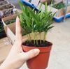 Podocarpus Vaso Multi-Planta Bonsai Interior Varanda Escritório Purificação do Ar Cultura da Água Plantas Verdes