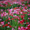 Sementes de Centáurea Perene no Atacado de Várias Regiões, Sementes de Dianthus Multicolores, Flores Medicinais, Flores de Trigo Gigantes, Sementes para Jardinagem