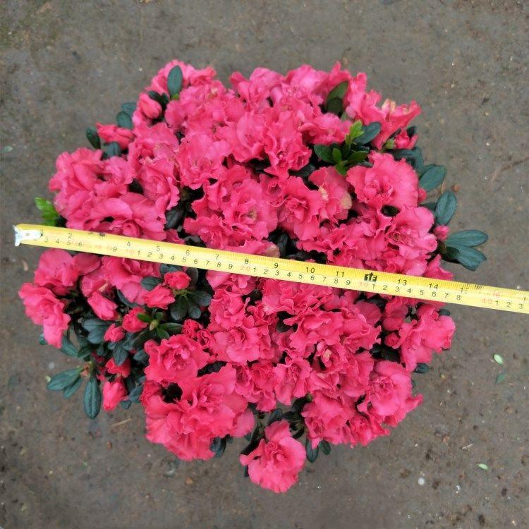 直径50cm.jpg
