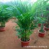 Planta Verde Grande Sanwei Kwai Fenwei Bambú Interior Sala de Estar Maceta Hoja de Bolsillo Hawaiano Bonsái Flores y Plantas