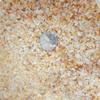Natural Black Red Rainforest Areia Primary Stream Areia Crystal Areia Gold Areia Rocha vulcânica Granular Fish Tank Paisagem Base Areia