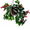Dropshipping Plantas de Interior Purificadoras de Aire en Maceta, Decoración Plantas para Eliminar Formaldehído, Plántulas de Orquídea Araña de Hojas Verdes, Orquídea Araña Corazón Dorado