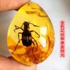 Colgante de Ámbar con Espécimen de Insecto Real Ámbar Insecto Gota de Agua con Forma de Insecto Escorpión Mariposa Abeja Flor Ámbar Transmisión en Vivo Venta al por Mayor