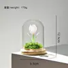 Presente do Dia das Mães: Ornamento de Cúpula de Vidro Tulipa Artesanal Esmaltada Zibo, Planta Eterna Presente Criativo Atacado