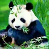 Nueva pintura de diamante 5D de panda, pintura decorativa de diamante completa, bricolaje, suministro transfronterizo de Amazon, fabricantes al por mayor