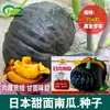 Semillas de Calabaza Japonesa al por Mayor Huerto de Granja Calabaza de Piel Negra Suplemento Alimenticio para Bebés Calabaza Sabor Castaña Semillas de Verdura de Calabaza