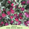 Rosa Grande Muda Flor de Rosa Muda Trepadeira Rosa Floresce em Todas as Estações Flores Extra Grandes Fragrância Forte Planta Trepadeira Rosa Flor de Parede Rosa Planta em Vaso