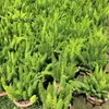 [Aprobación Directa de Base] 320 # Planta en Maceta de Espárrago Cola de Zorro Jardín de Patio Mostrador Planta Verde Flor Espejo Flor Semilleros