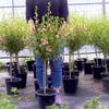 Las plántulas de Hibisco Pequeño en Maceta Dama Elegante son Perennes de Hoja Perenne y Fáciles de Cultivar y Florecen Continuamente en el Patio