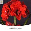 Dropshipping Bola de Cera de Amarilis Cera para Sellar Amarilis de Doble Pétalo Bulbo Planta en Maceta Floreciente Extra Grande Interior Balcón Persona Perezosa
