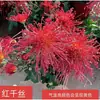 Crisântemo Perene de Setembro Muda Grande com Botões Florais Plantado Crisântemo de Fio Dourado Multicolorido Planta Perene Florífera Enraizada para Interior/Exterior Resistente ao Frio